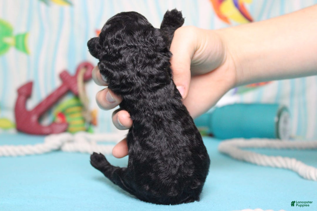 Mini Bernedoodle dogs for sale: Peter - Image 4