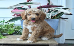 Mini Goldendoodle dogs for sale: Pepper - Image 3