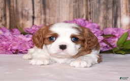 Cavalier King Charles Spaniel dogs for sale: Oscar - Image 3