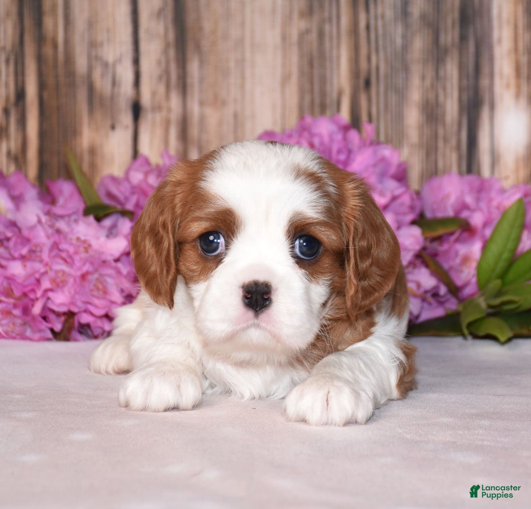 Cavalier King Charles Spaniel dogs for sale: Oscar - Image 3