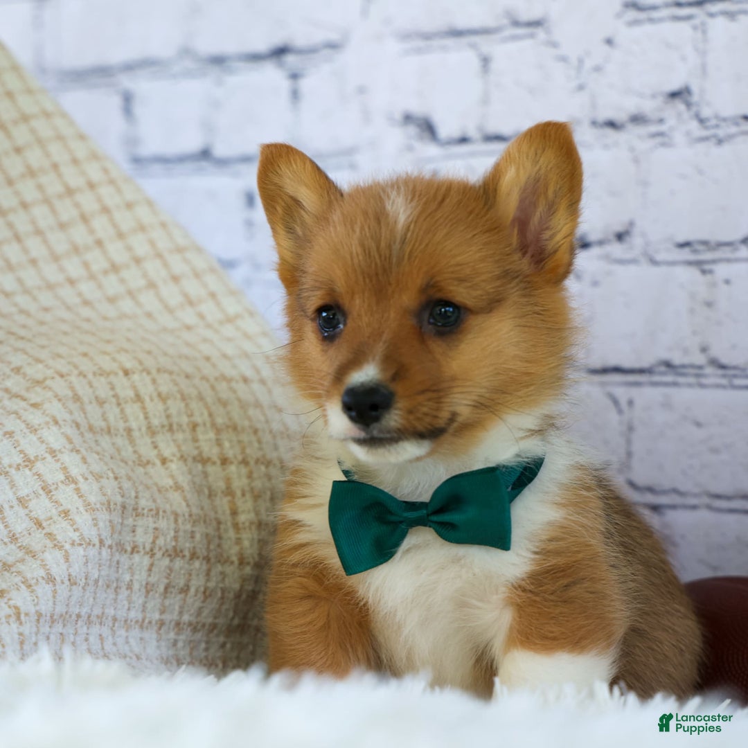 Welsh Corgi Pembroke dogs for sale: Garrett - Image 11