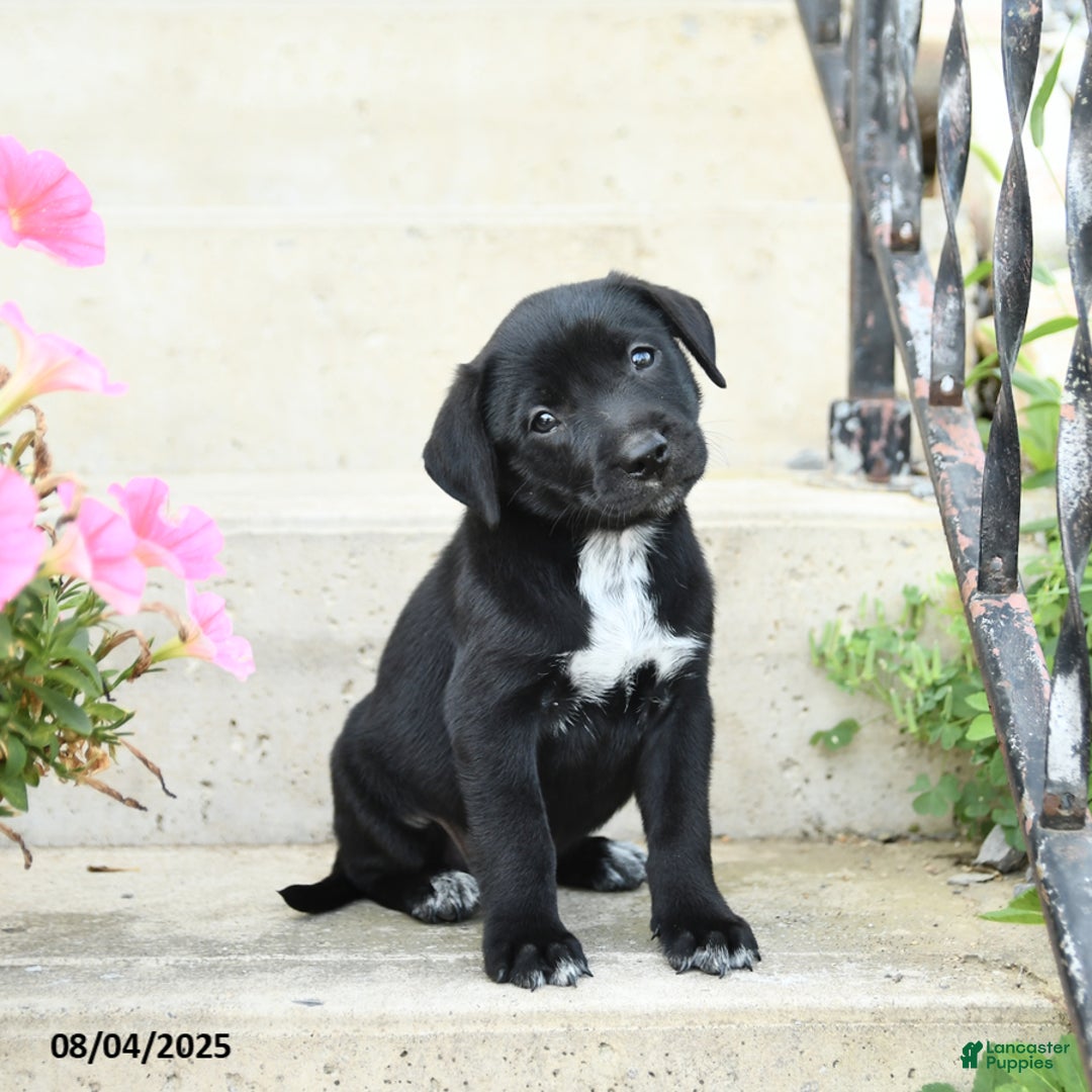 Jack Russell Terrier dogs for sale: Lily - Image 1