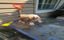 American Bully dogs for sale: Athena - Image 7