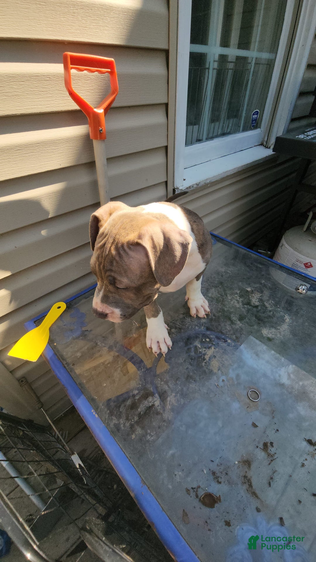 American Bully dogs for sale: Athena - Image 7