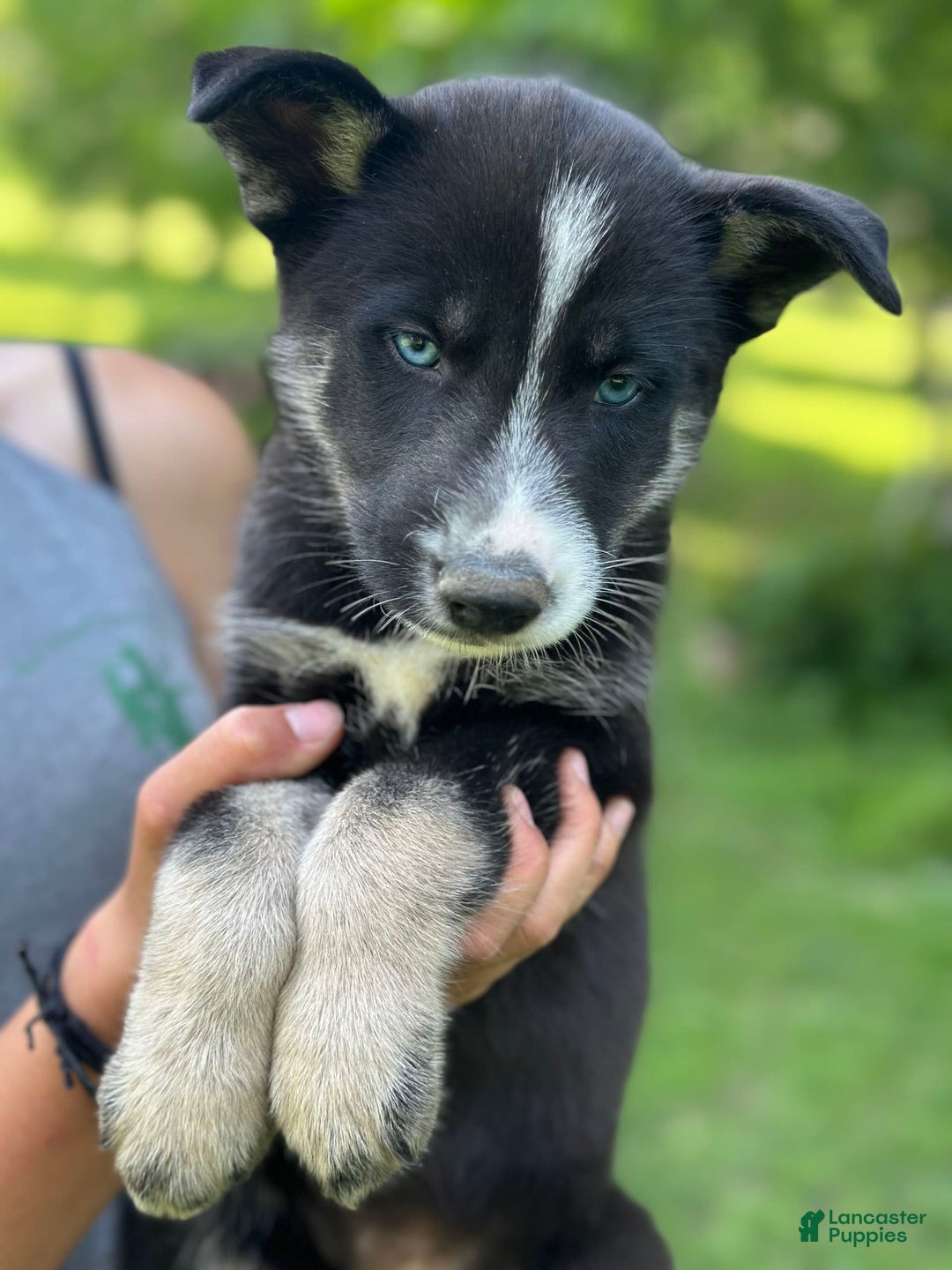 Gerberian Shepsky dogs for sale: Princess - Image 16
