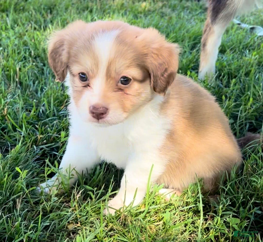 Mini Aussiedoodle dogs for sale: Lani - Image 6
