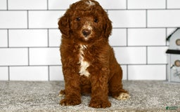 Mini Goldendoodle dogs for sale: Stacie - Image 1