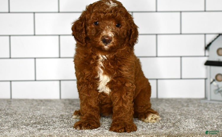 Mini Goldendoodle dogs for sale - Ad 4