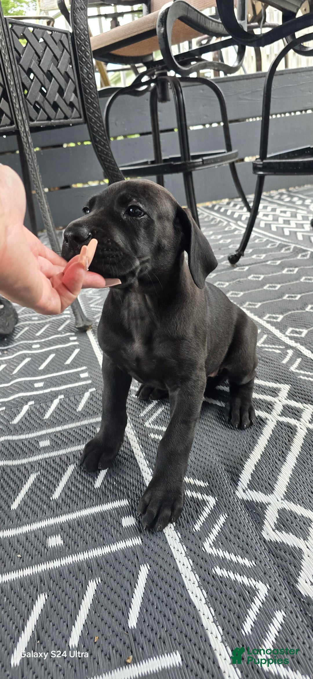 Great Dane dogs for sale: Sky - Image 30