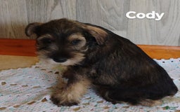 Miniature Schnauzer dogs for sale: Cody - Image 1