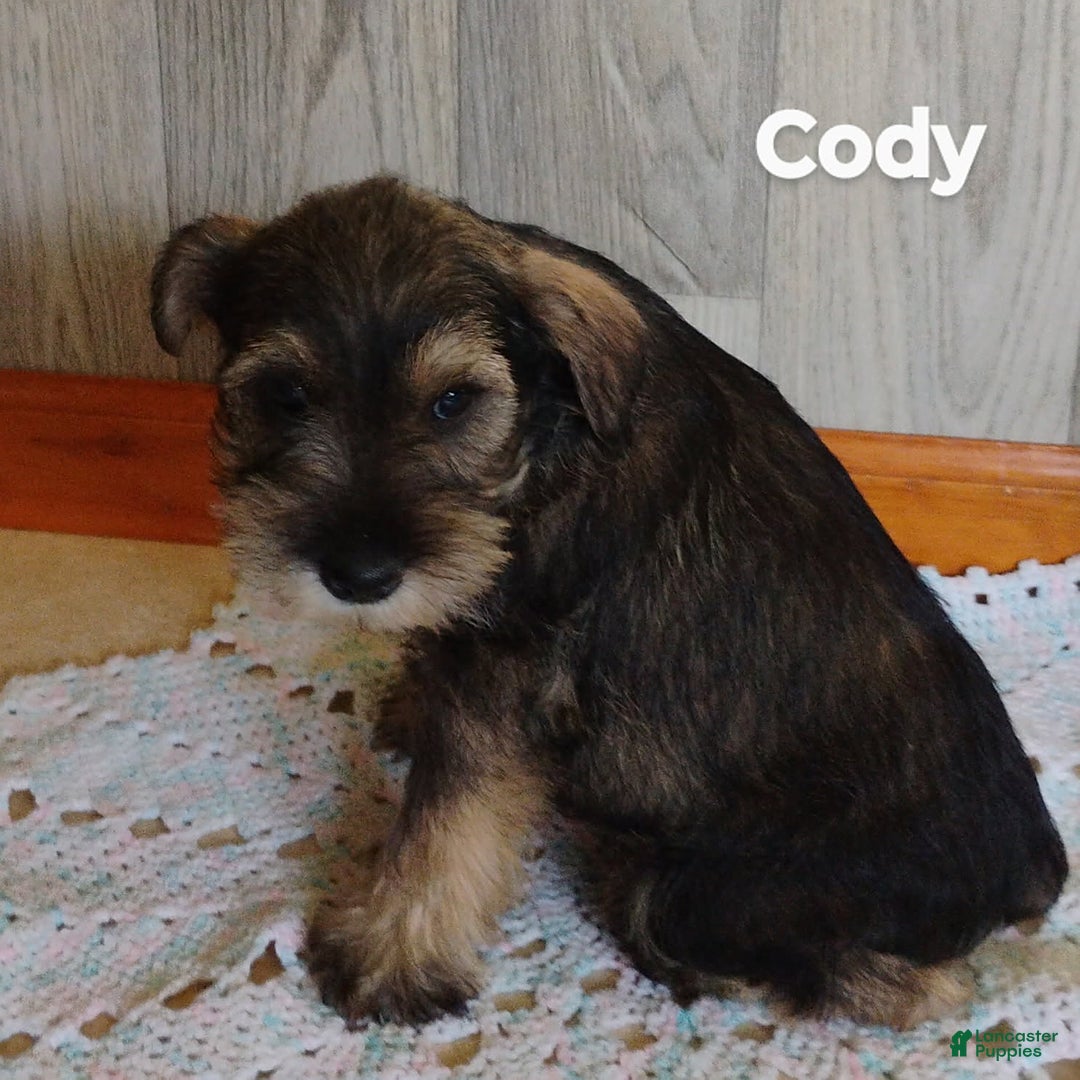 Miniature Schnauzer dogs for sale: Cody - Image 1