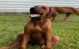 Rhodesian Ridgeback dogs for sale: Black - Image 5