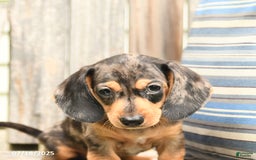 Miniature Dachshund dogs for sale: Dustin - Image 4