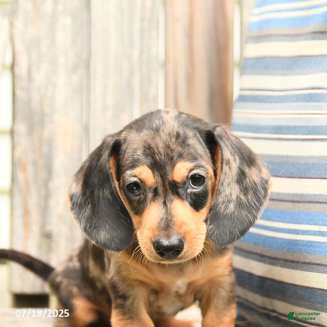 Miniature Dachshund dogs for sale: Dustin - Image 4