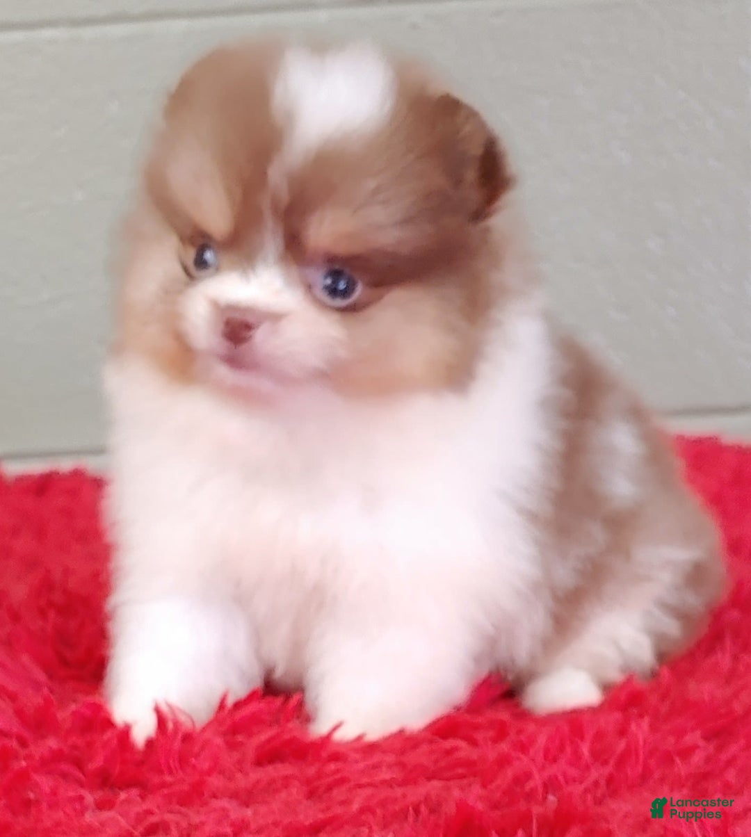 Pomeranian dogs for sale: Cindy - Image 3