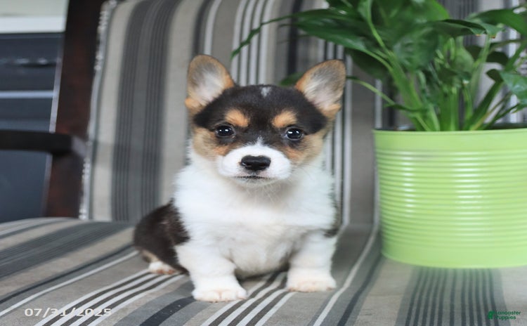 Welsh Corgi Pembroke dogs for sale - Ad 3