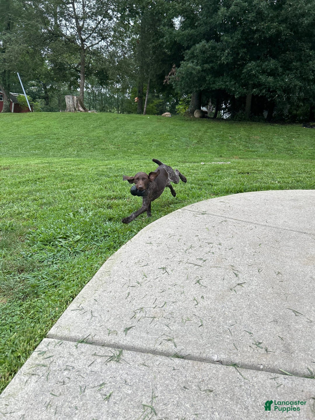 German Shorthaired Pointer dogs for sale: Rayn - Image 1