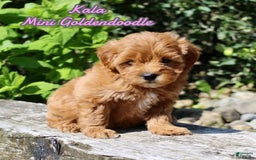 Mini Goldendoodle dogs for sale: Kala - Image 1