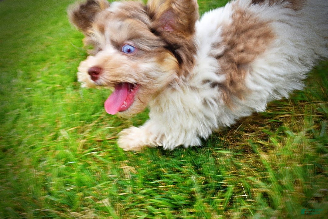 Havapoo dogs for sale: Daisy - Image 4