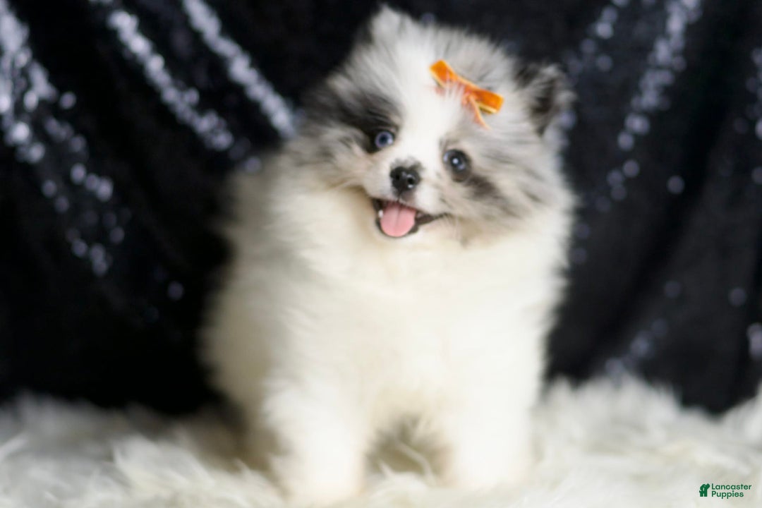 Pomeranian dogs for sale: Mr. Merle - Image 1