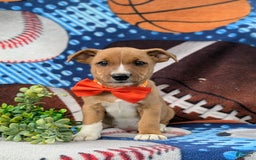 Jack Russell Terrier dogs for sale: Marco - Image 2