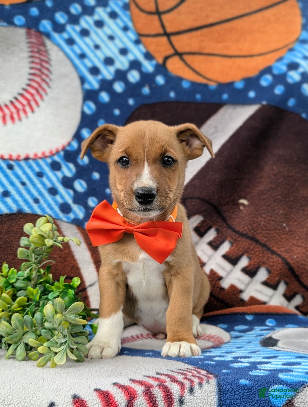 Jack Russell Terrier dogs for sale: Marco - Image 2