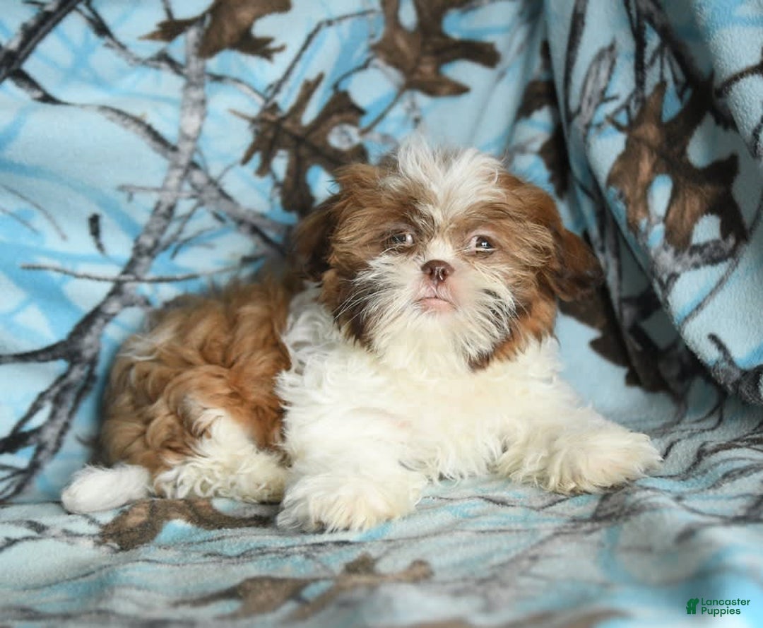 Shih Tzu dogs for sale: Charlie - Image 7