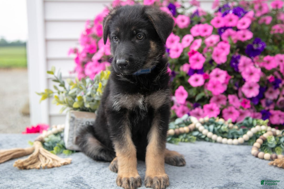 German Shepherd dogs for sale: Dolly - Image 2