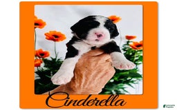 Bernedoodle dogs for sale: Cinderella - Image 3