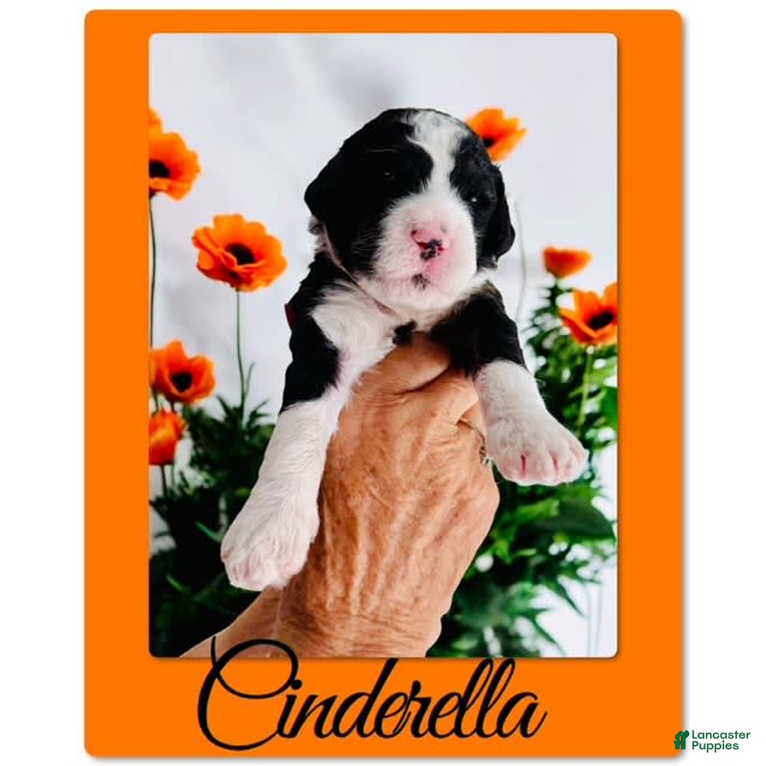 Bernedoodle dogs for sale: Cinderella - Image 3