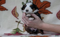 Mini Bernedoodle dogs for sale: Madelyn - Image 6