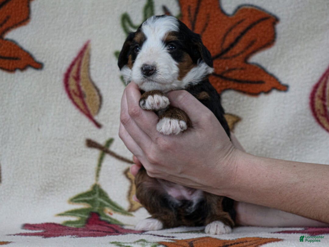 Mini Bernedoodle dogs for sale: Madelyn - Image 6