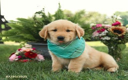 Golden Retriever dogs for sale: Mahogany - Image 4