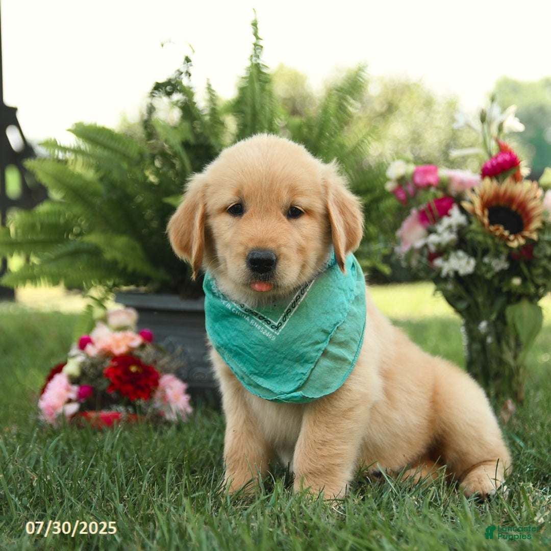 Golden Retriever dogs for sale: Mahogany - Image 4