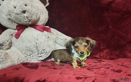 Miniature Dachshund dogs for sale: Wylie - Image 8