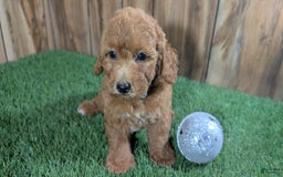 Miniature Poodle dogs for sale: Little Honey Girl 2 - Image 4