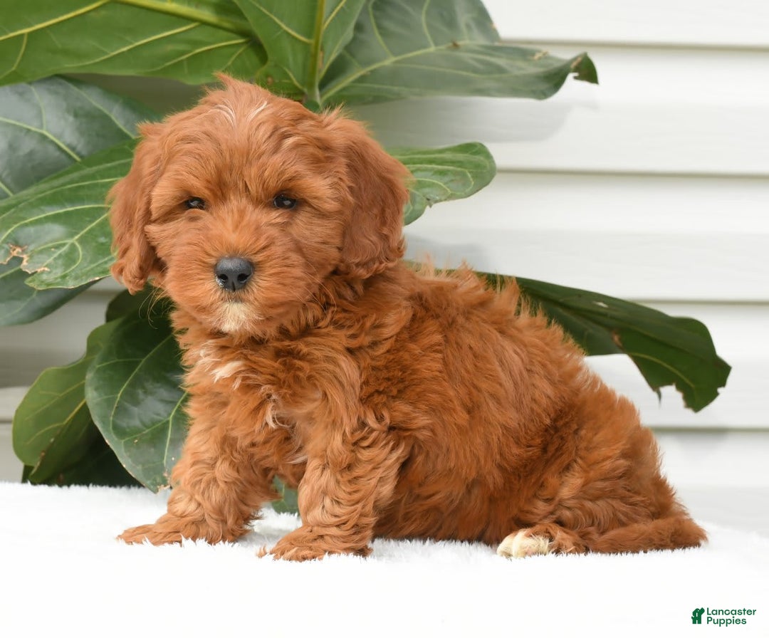 Mini Goldendoodle dogs for sale: Natasha - Image 4