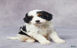 Cavapoo dogs for sale: Hugo - Image 10