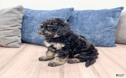 Mini Goldendoodle dogs for sale: Manny - Image 3