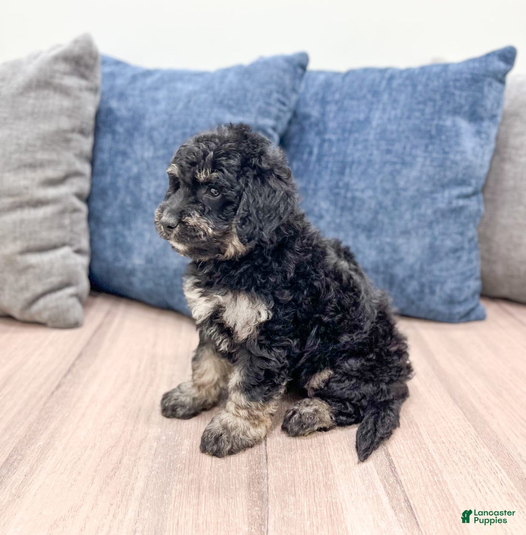 Mini Goldendoodle dogs for sale: Manny - Image 3