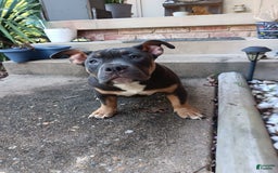 American Bully dogs for sale: Green Col - Image 12