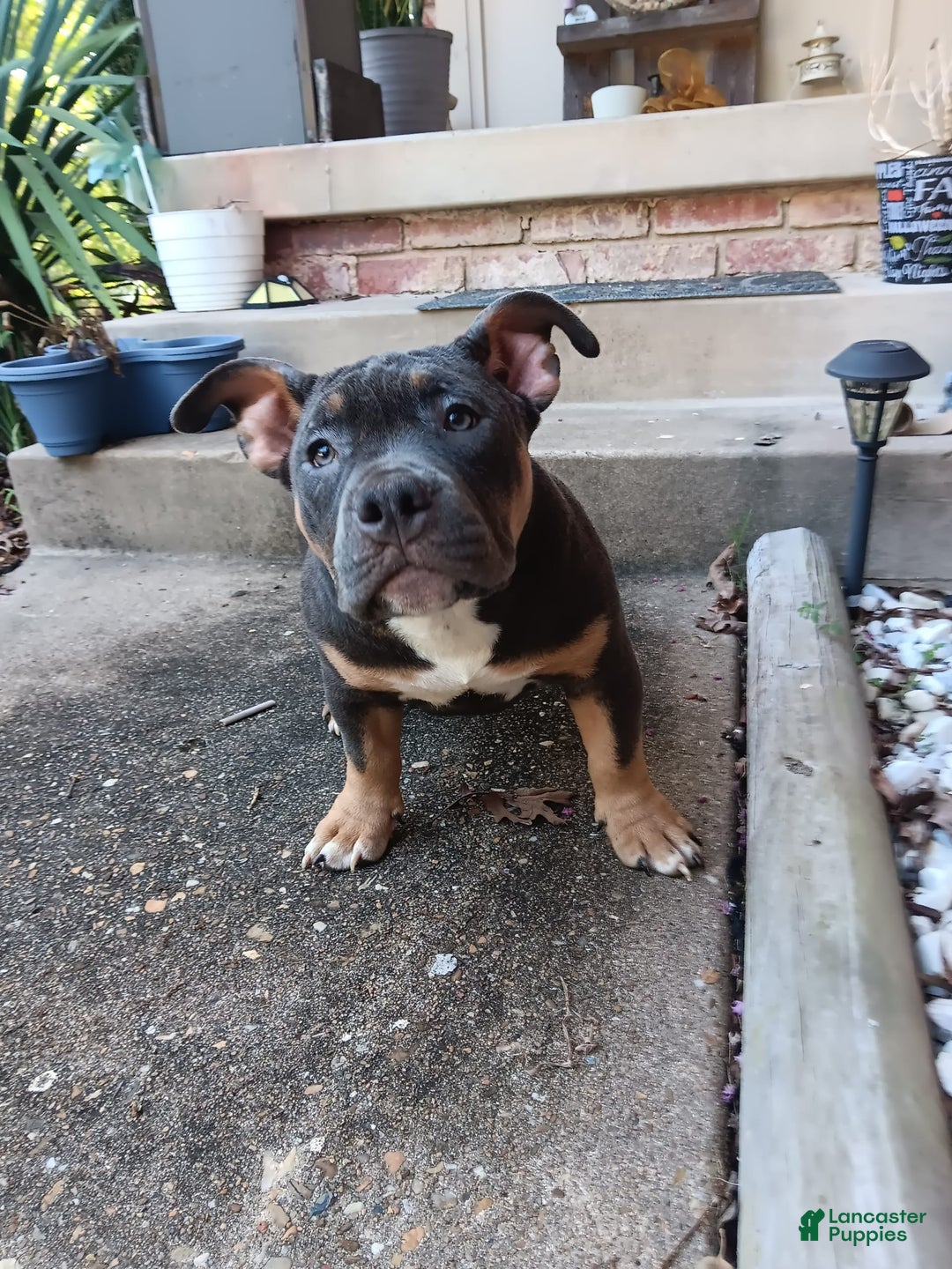 American Bully dogs for sale: Green Col - Image 12