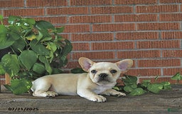 French Bulldog dogs for sale: Lily - Image 6