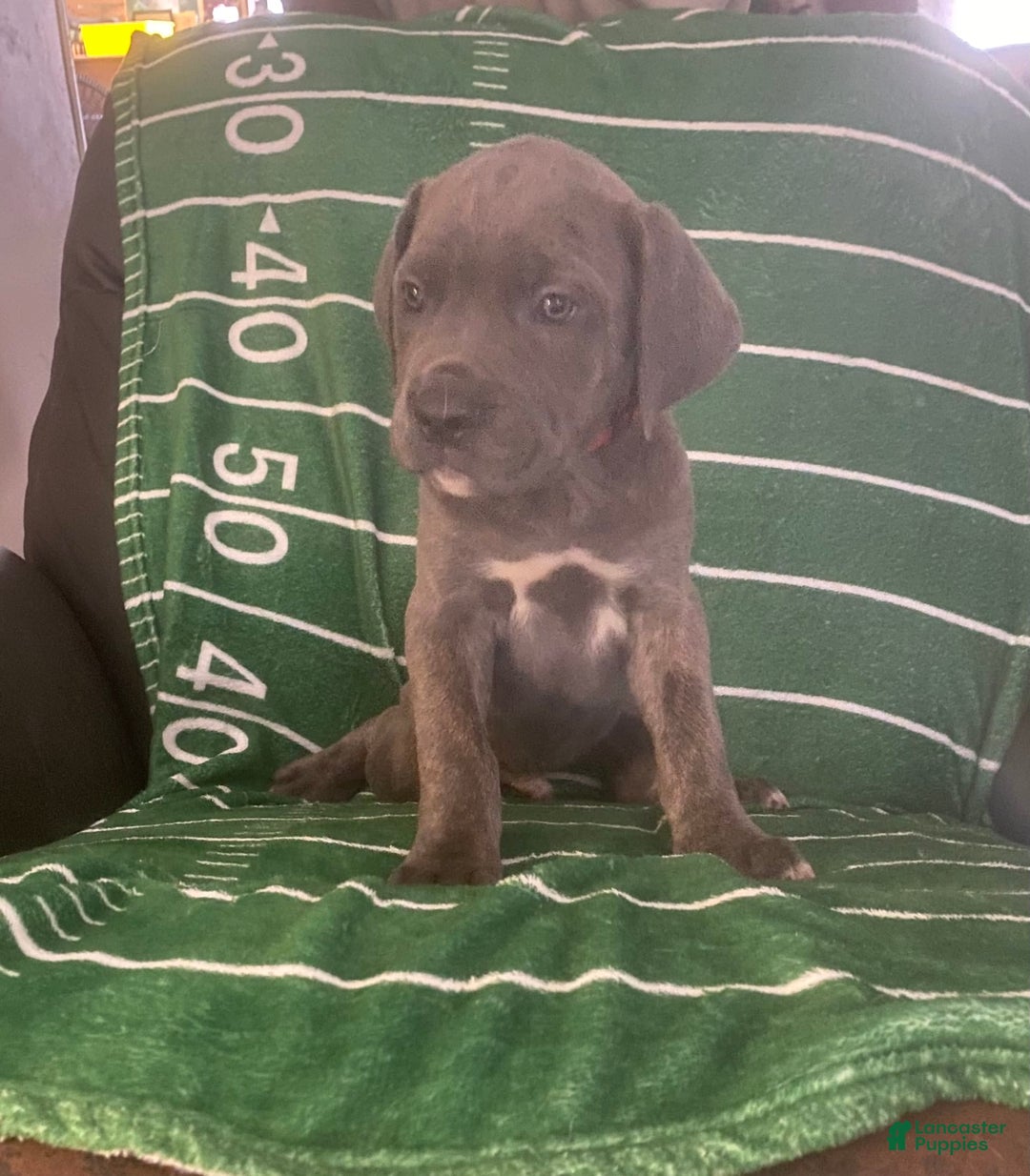 Cane Corso dogs for sale: Red - Image 2