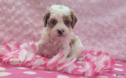 Cavapoo dogs for sale: Buzz - Image 18