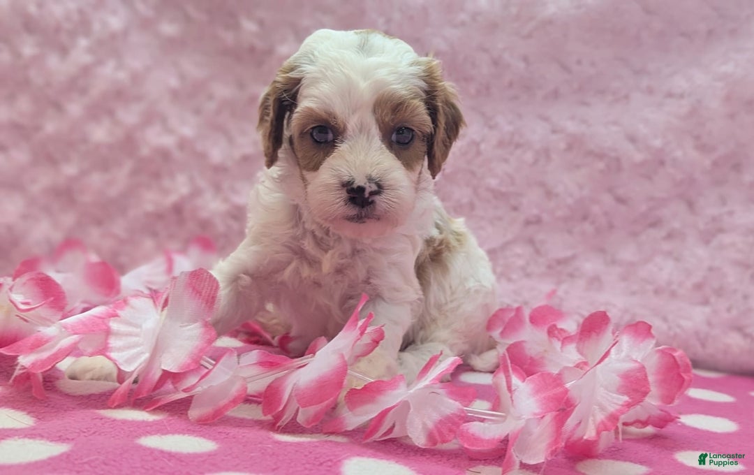Cavapoo dogs for sale: Buzz - Image 18