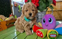 Maltipoo dogs for sale: Tommy - Image 3