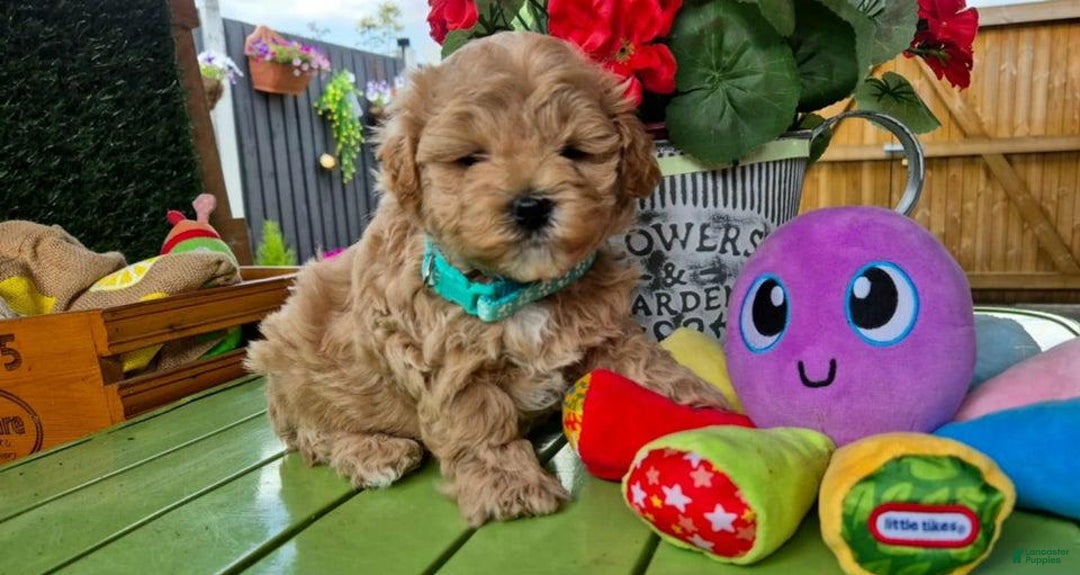 Maltipoo dogs for sale: Tommy - Image 3