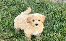 Maltipoo dogs for sale: Kobe - Image 11