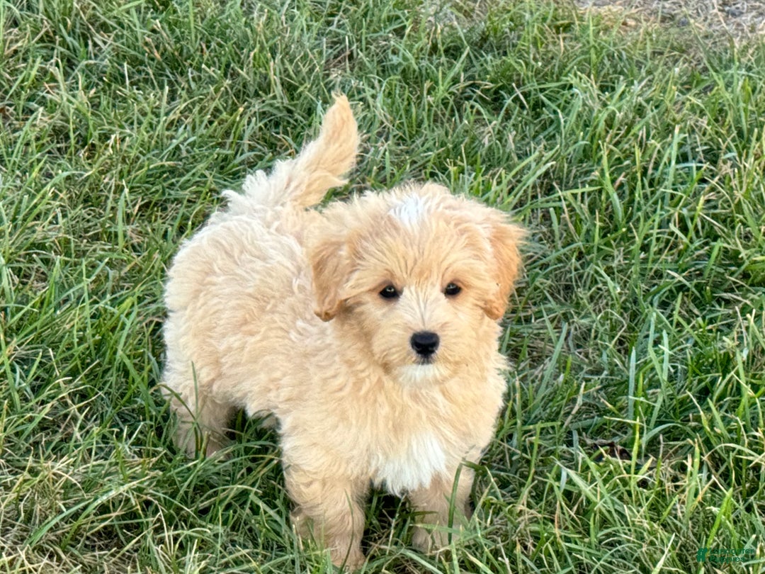 Maltipoo dogs for sale: Kobe - Image 11